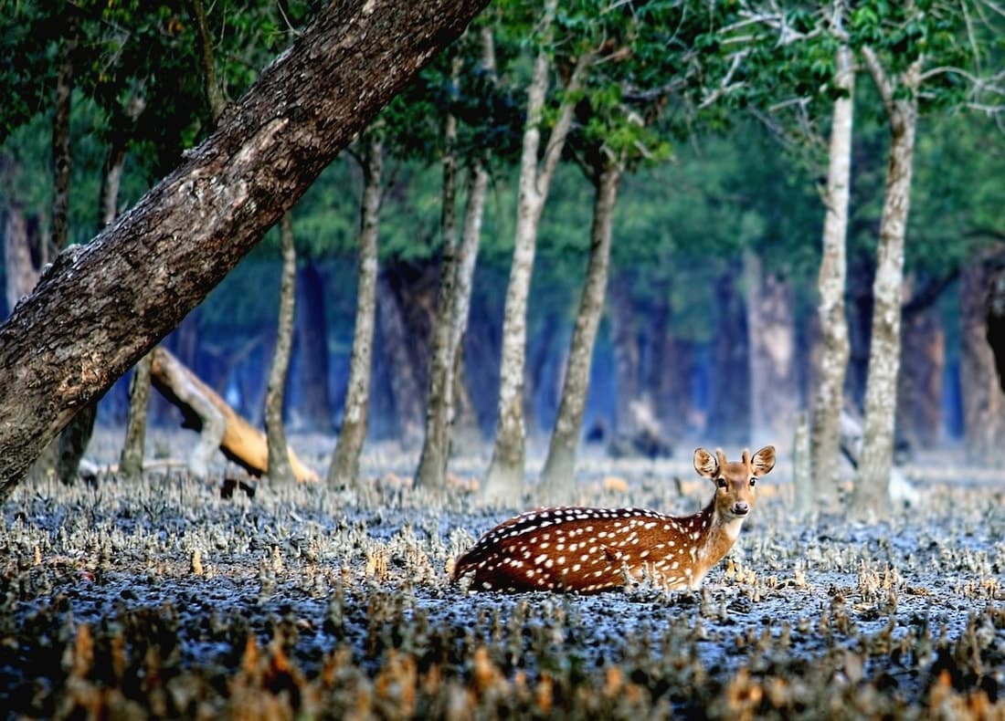 Discover the Wonders of the Sundarbans: The World’s Largest Mangrove Forest